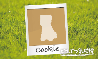 cookie330x200