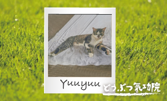 yuuyuu-cat330x200